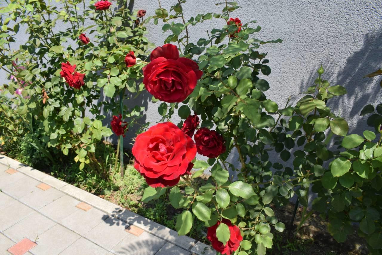 Vila Mila Riverside Apartments Semendire Dış mekan fotoğraf
